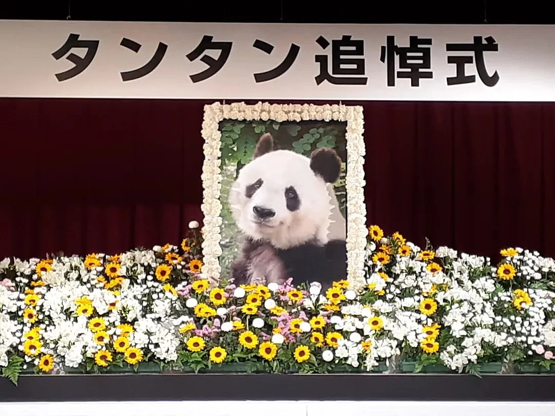 太可怕了！日本幼儿园小朋友竟然这样对待死去的大熊猫（组图） - 2