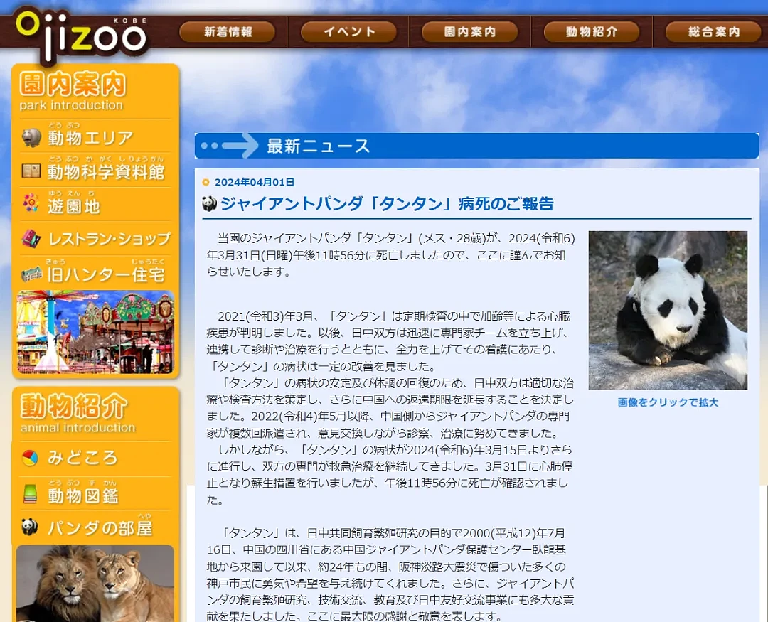 太可怕了！日本幼儿园小朋友竟然这样对待死去的大熊猫（组图） - 13