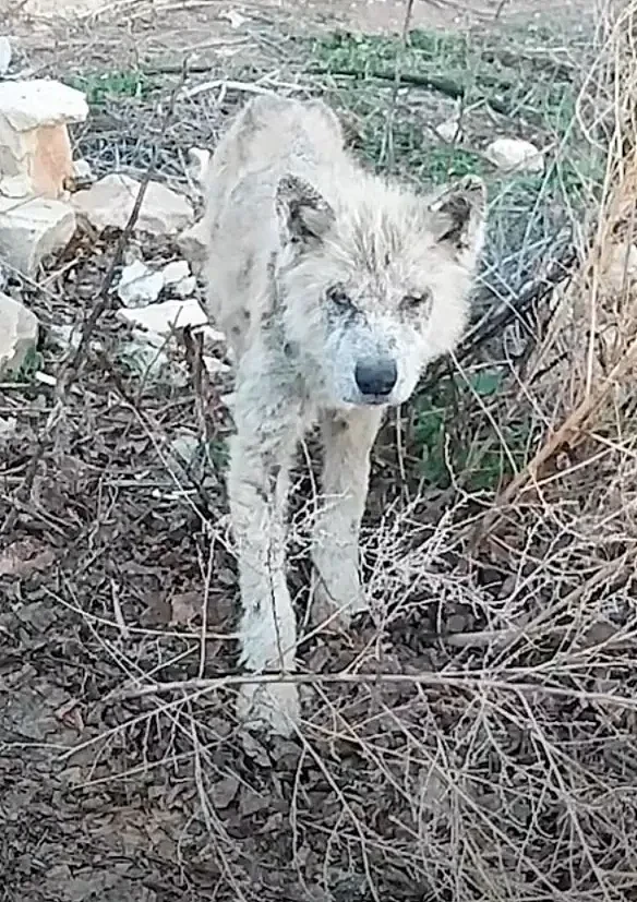 【宠物】救回一只皮包骨的野狼，细心照顾5个月，突然发现不对劲…你怎么像只大帅狗（组图） - 2