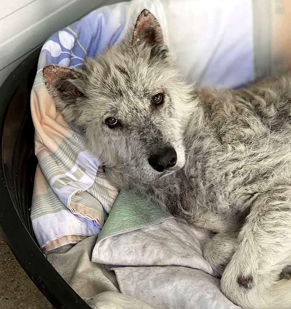 【宠物】救回一只皮包骨的野狼，细心照顾5个月，突然发现不对劲…你怎么像只大帅狗（组图） - 9