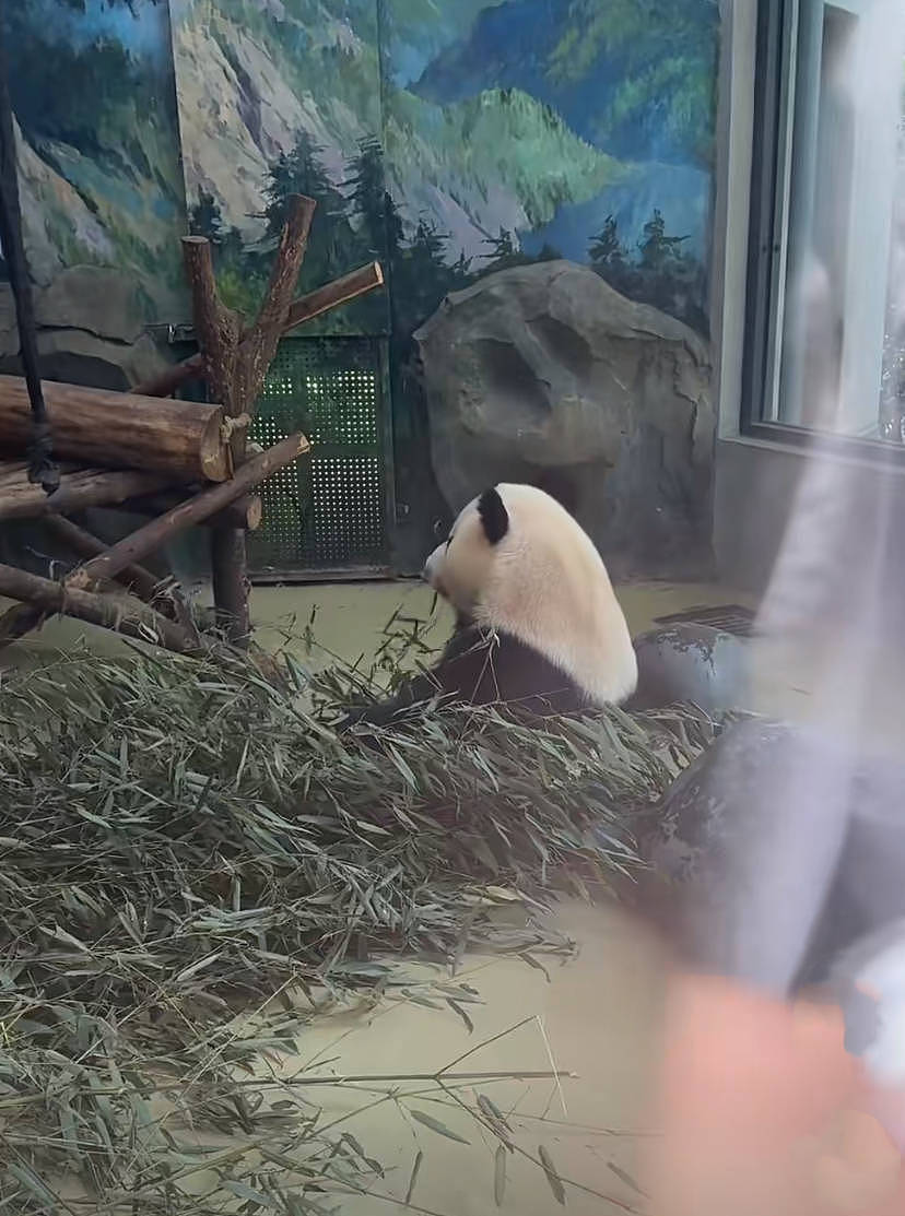 汪小菲携女友现身四川，看熊猫吃自家酸辣粉，手牵手高调撒糖超甜（组图） - 2