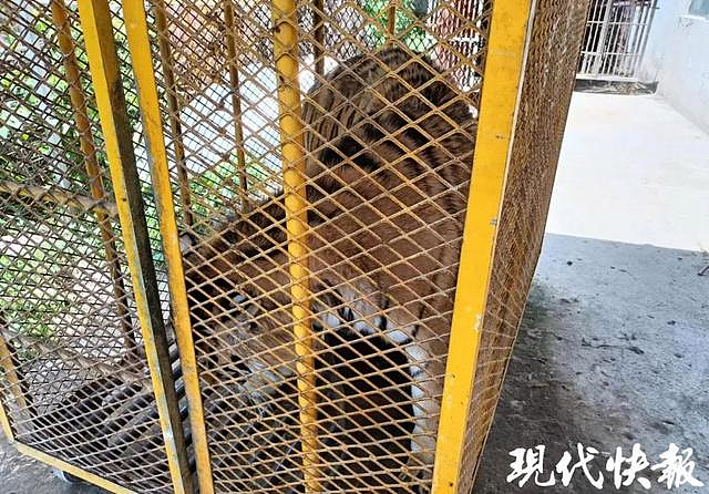 安徽动物园5年养死20只东北虎：就这环境，真的不是在犯罪吗？（组图） - 4
