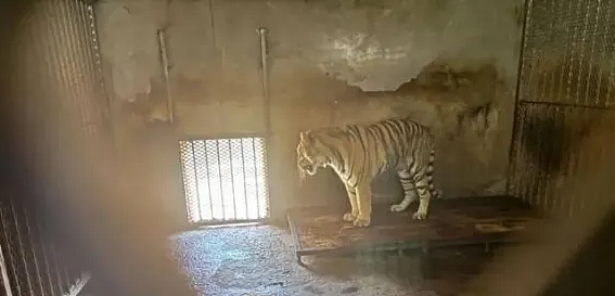 安徽动物园5年养死20只东北虎：就这环境，真的不是在犯罪吗？（组图） - 2