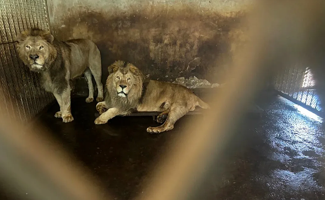安徽动物园5年养死20只东北虎：就这环境，真的不是在犯罪吗？（组图） - 9