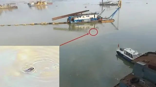 中央督察组暗访，发现小江豚在油污中拼命挣扎！当地官员称“只是条大青鱼”（组图） - 1