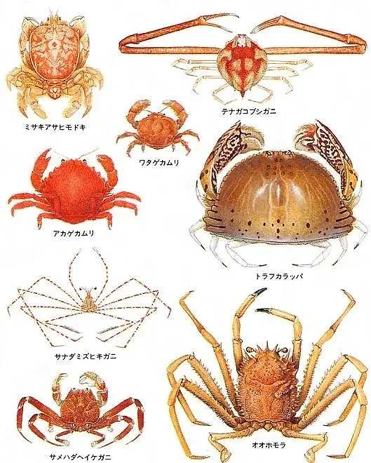 日本一爱情旅馆贴出告示“坚决禁止带螃蟹入内”！网友们的脑洞彻底收不住了…（组图） - 10