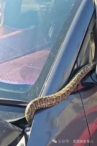 澳洲毒蛇在姐们车里安家，4个专家抓不到！她干脆躺了：当宠物吧，爱咬就咬...（组图） - 12
