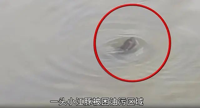 中央督察组暗访，发现小江豚在油污中拼命挣扎！当地官员称“只是条大青鱼”（组图） - 2