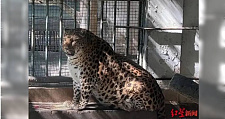 中国动物网红豹警官减肥失败，园方摊手：年纪大安享晚年就好（图）
