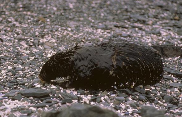 为了治理这种污染，他们往海里抛了几十万吨头发、胸毛、狗毛……（组图） - 1