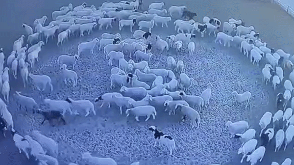 中国一大群羊连续12天不停转圈，把老外整蒙了：是上帝派来的（组图） - 1