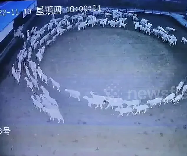 中国一大群羊连续12天不停转圈，把老外整蒙了：是上帝派来的（组图） - 4
