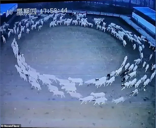 中国一大群羊连续12天不停转圈，把老外整蒙了：是上帝派来的（组图） - 5