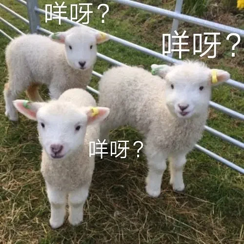 中国一大群羊连续12天不停转圈，把老外整蒙了：是上帝派来的（组图） - 17