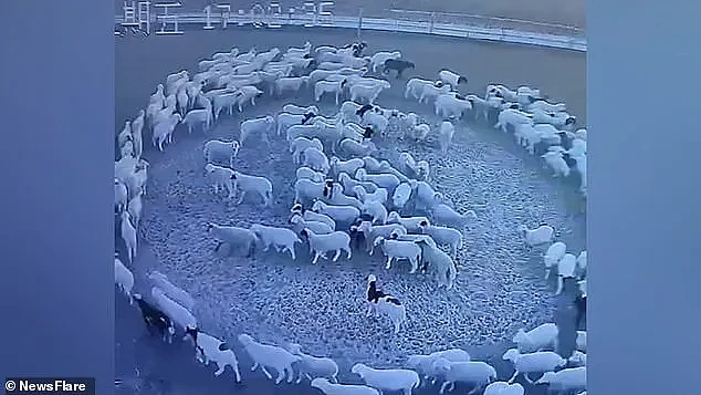 中国一大群羊连续12天不停转圈，把老外整蒙了：是上帝派来的（组图） - 3