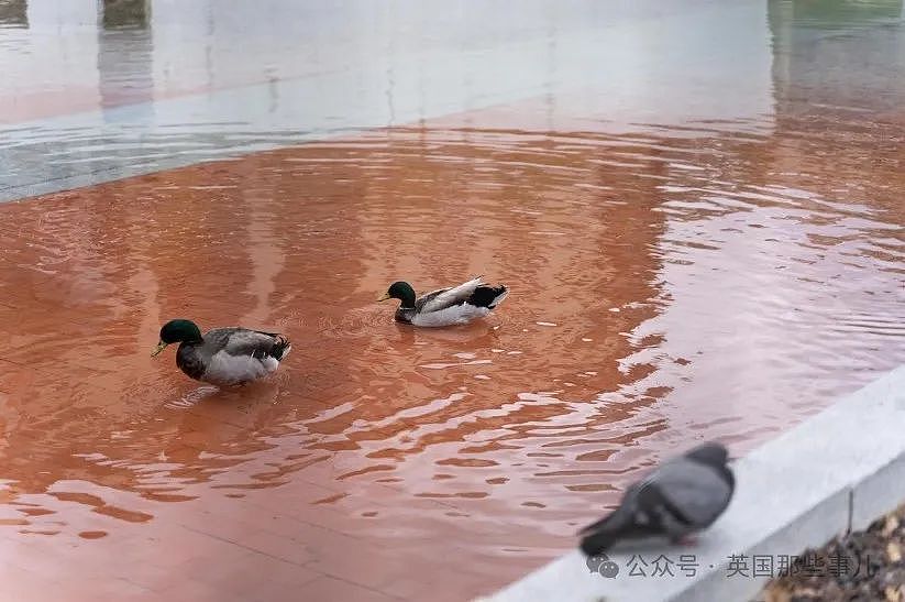 大热天，往池子“放生水”？为了挽救一群鸭子，西班牙人脑洞关不上了（组图） - 6