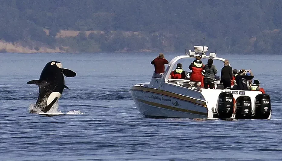 新西兰男子“找刺激”，海上戏耍杀人鲸！还拍视频发布，结果…（组图） - 17