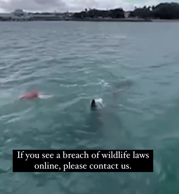 新西兰男子“找刺激”，海上戏耍杀人鲸！还拍视频发布，结果…（组图） - 5