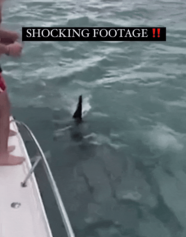 新西兰男子“找刺激”，海上戏耍杀人鲸！还拍视频发布，结果…（组图） - 1