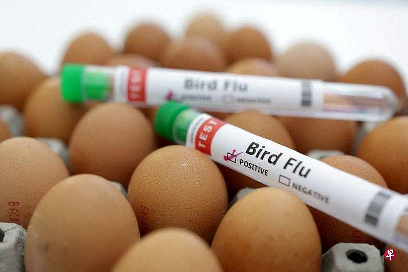 澳洲鸡蛋农场检测出H7禽流感病毒（图） - 1
