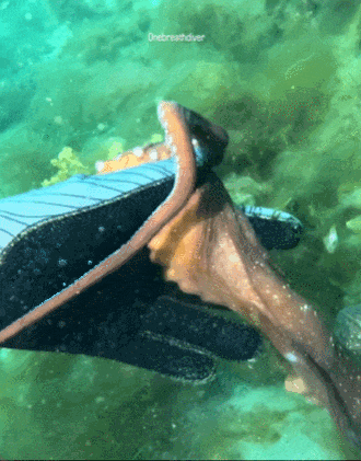 海底奇遇！澳女子潜水时被章鱼搭讪，一路跟随，竟发现神秘的海底墓碑...（组图） - 3