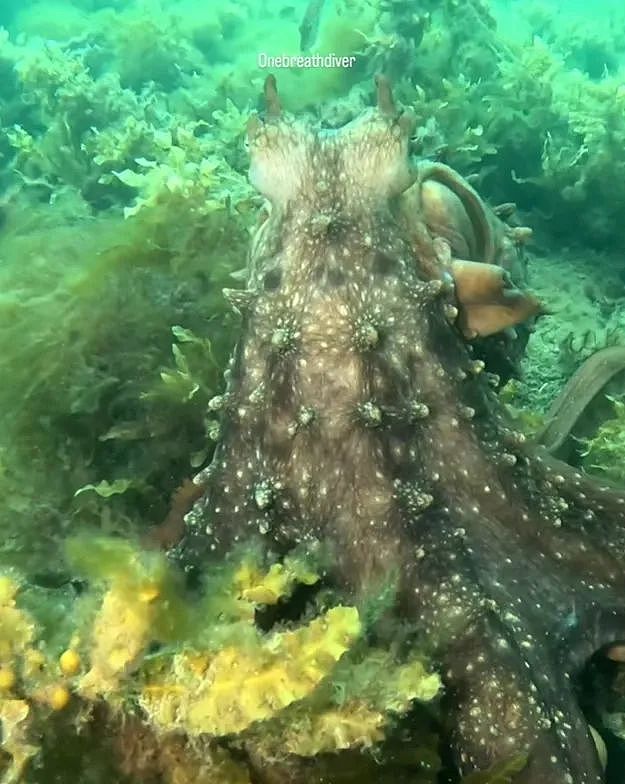 海底奇遇！澳女子潜水时被章鱼搭讪，一路跟随，竟发现神秘的海底墓碑...（组图） - 2