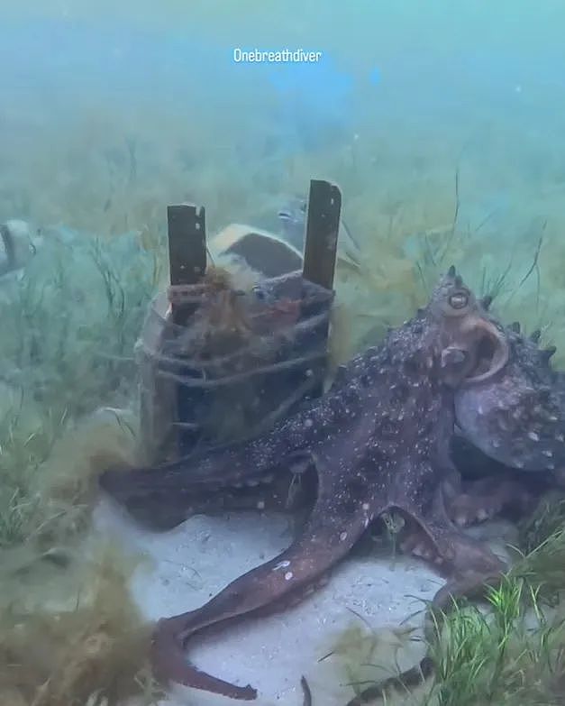 海底奇遇！澳女子潜水时被章鱼搭讪，一路跟随，竟发现神秘的海底墓碑...（组图） - 6