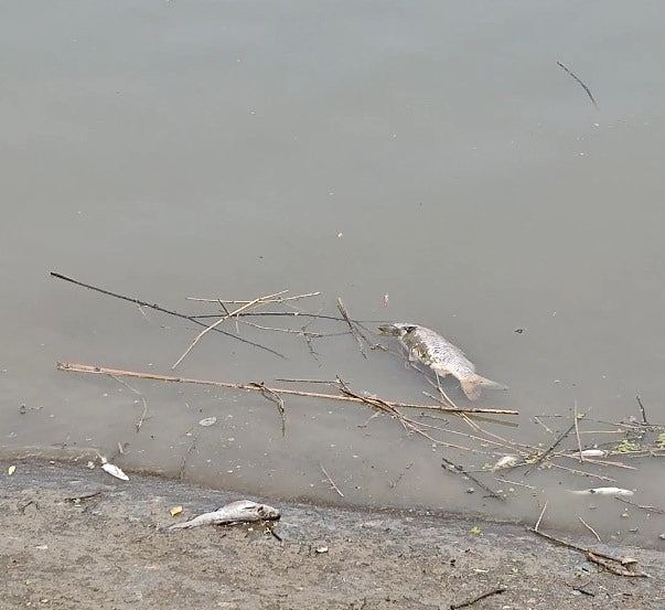长江支流滁河现大量死鱼、河水发黑，官方：企业失火致污染物外泄（组图） - 3