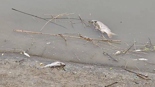 长江支流滁河现大量死鱼、河水发黑，官方：企业失火致污染物外泄（组图） - 1