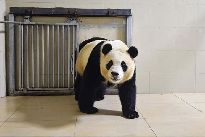 大熊猫福宝回国“背有伤头有洞”？韩网疯传被虐照，6万人连署抗议（组图） - 6