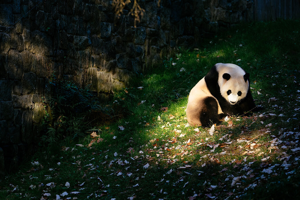 纽时：熊猫外交重启，“宝力”和“青宝”将赴华盛顿（组图） - 1