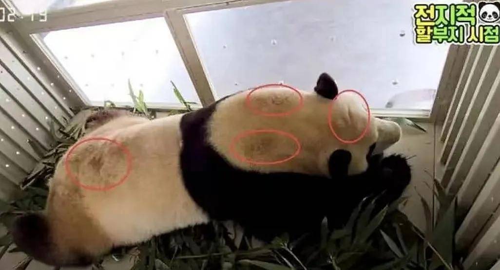 打脸闹事韩星！熊猫福宝断毛风波升级，在韩国饲养期间问题更大（组图） - 15