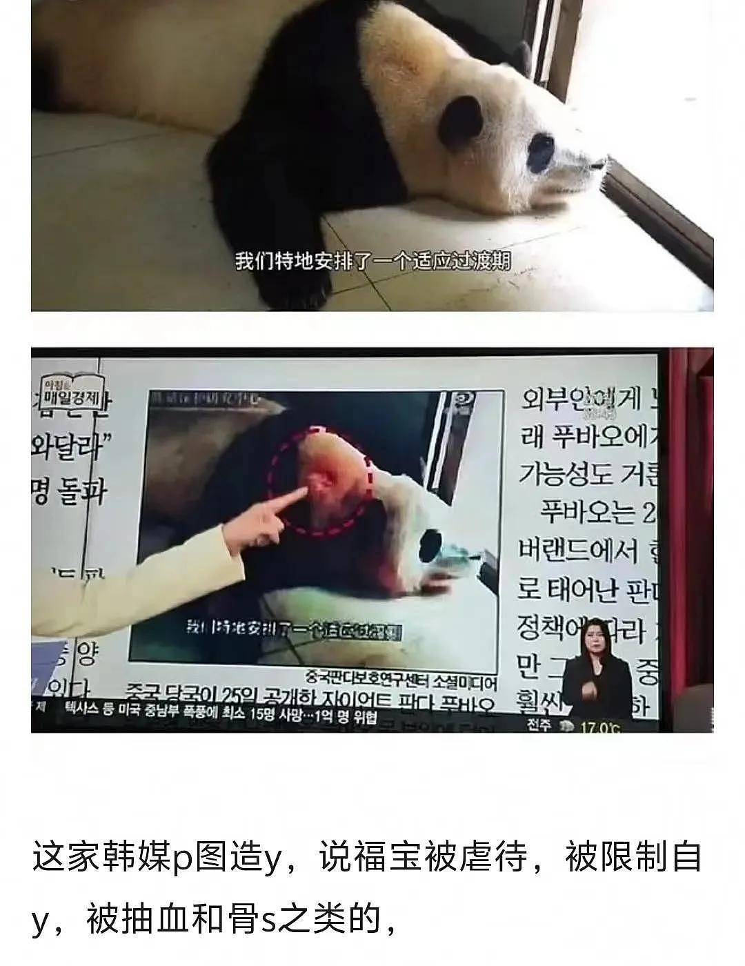 打脸闹事韩星！熊猫福宝断毛风波升级，在韩国饲养期间问题更大（组图） - 8