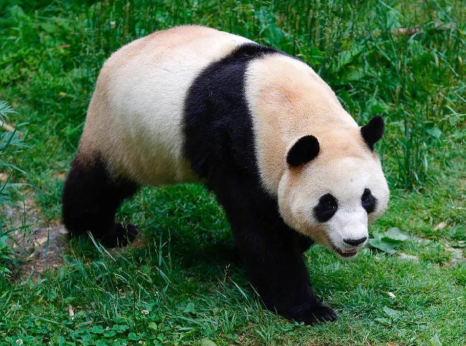 打脸闹事韩星！熊猫福宝断毛风波升级，在韩国饲养期间问题更大（组图） - 16