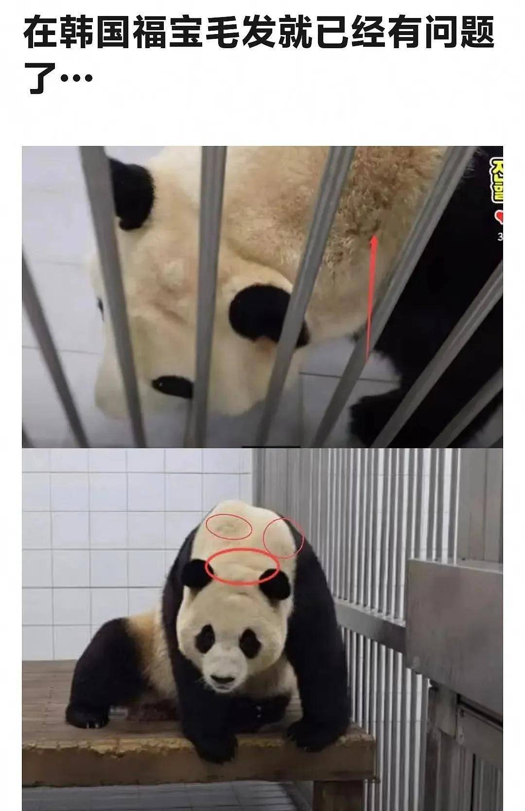 打脸闹事韩星！熊猫福宝断毛风波升级，在韩国饲养期间问题更大（组图） - 14