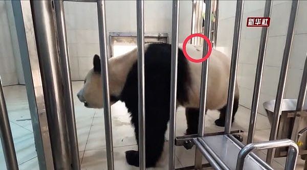 大熊猫福宝回国“背有伤头有洞”？韩网疯传被虐照，6万人连署抗议（组图） - 4