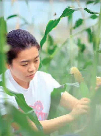 杭州90后姑娘从跨国公司辞职回家种玉米，火了！她又去北京读数学博士了（组图） - 4