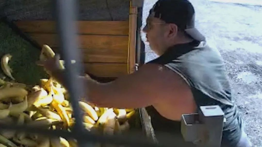 澳男开玛莎拉蒂偷香蕉，全被拍下！接近致命水平，堪培拉男子酒驾被拦下，呼气测试结果令人心惊（组图） - 2