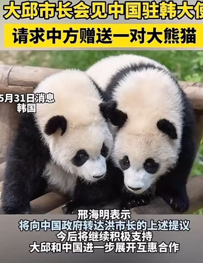 乞丐还是小偷？韩国市长请求中国赠送一对大熊猫，评论区全是骂声...（组图） - 1