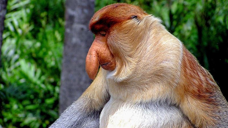 鼻子越大后宫就越大！澳洲研究：长鼻猴鼻肉越多对母猴越有吸引力（图） - 1