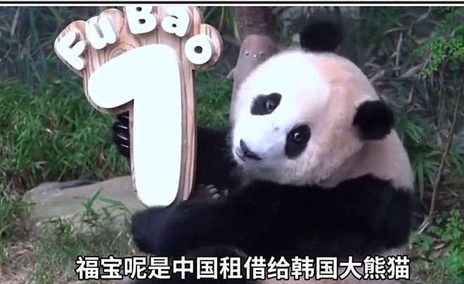 乞丐还是小偷？韩国市长请求中国赠送一对大熊猫，评论区全是骂声...（组图） - 5
