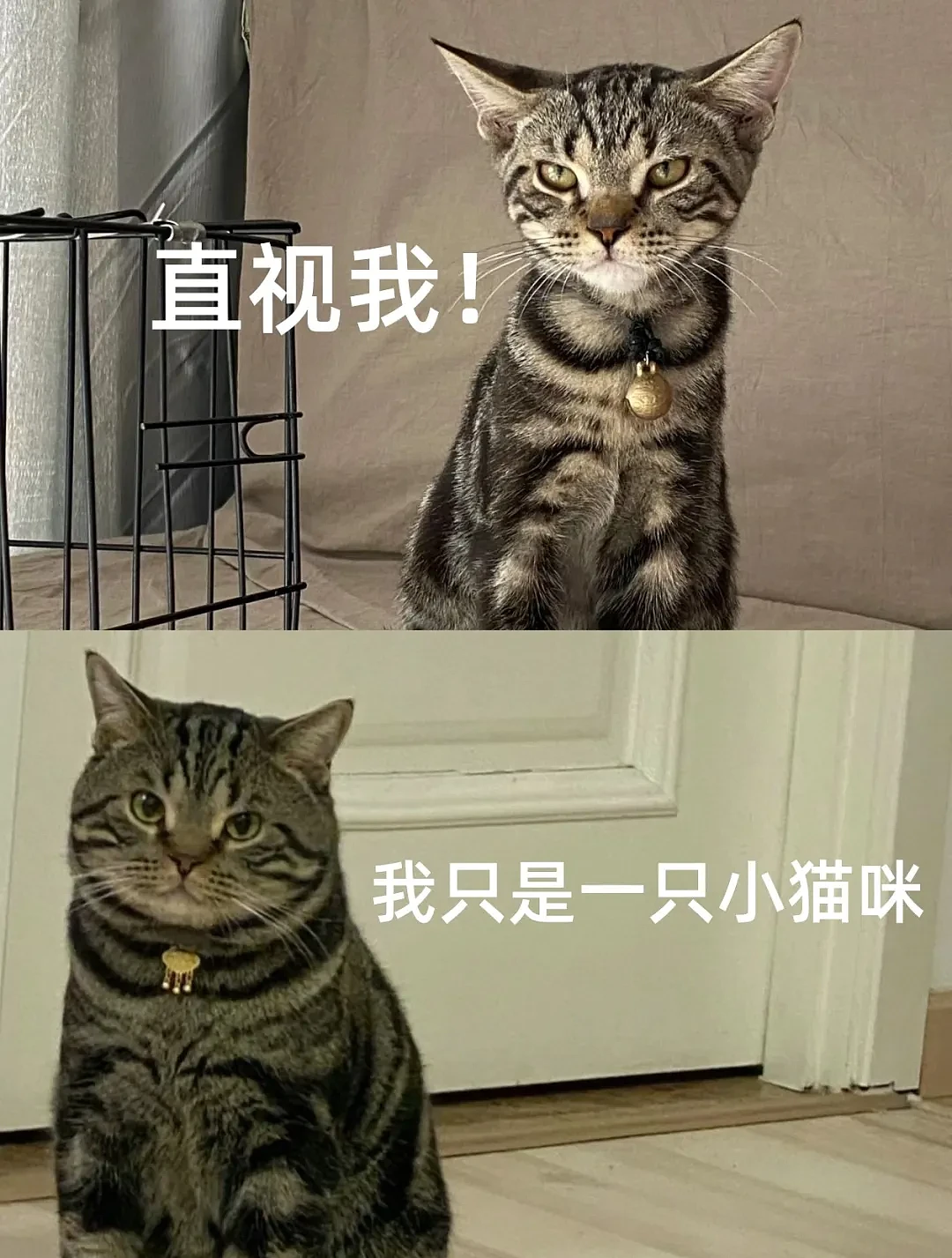 【宠物】“猫的面相好坏也会大变？”看完这几张对比照，笑疯了哈哈哈：帅哥变成老嫂子了（组图） - 3