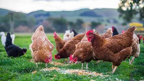 不妙！维州禽流感又现，几十万只鸡遭捕杀，后院养鸡/鸟的警惕（组图） - 1