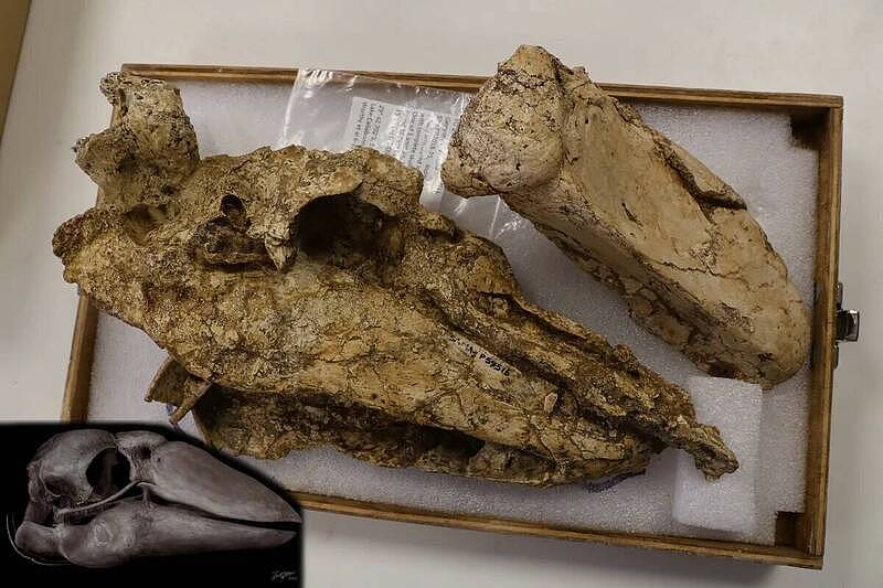 澳洲史前巨鹅真身终现！惊人头骨化石解开灭绝之谜（组图） - 2