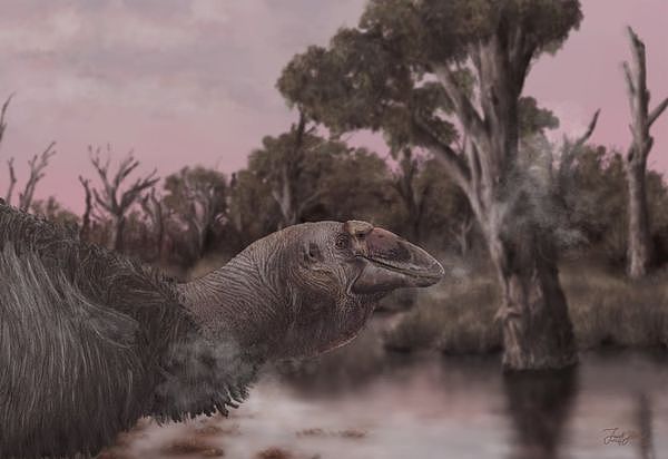 在澳洲寻获惊人头骨！揭开“史前巨鸟”神秘面纱，灭绝之谜与真身画面曝光（组图） - 2