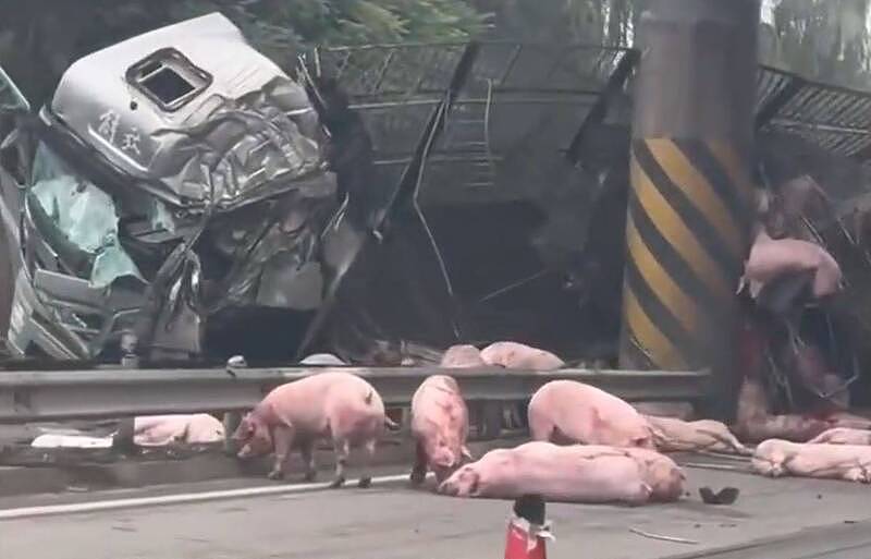 中国载猪车高速公路自撞翻车，满地猪尸惨况曝光（组图） - 1