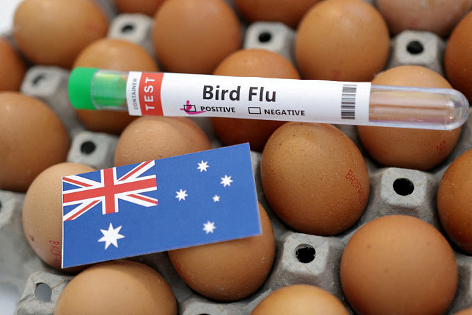 维多利亚农场爆禽流感！澳洲Coles超市买鸡蛋设限（组图） - 1