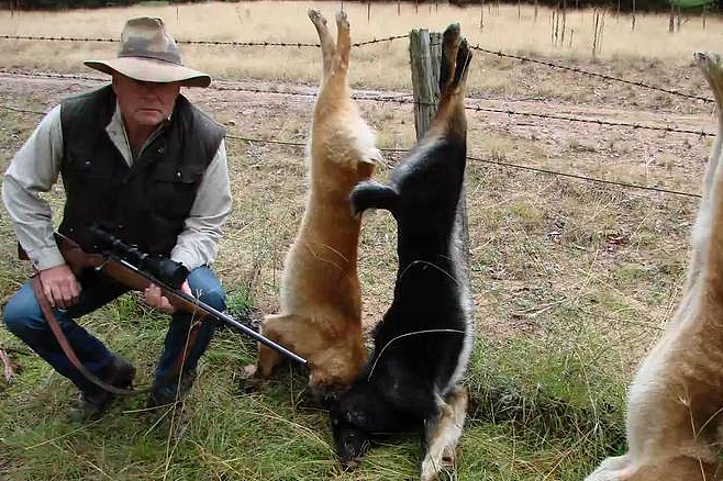 中华田园犬，称霸澳大利亚的顶级掠食者（组图） - 10