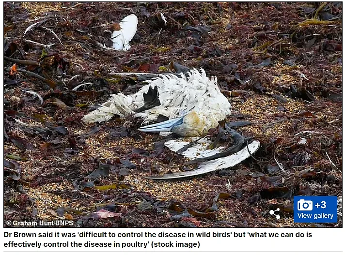 死亡率超过50%！澳洲等多国发现人感染禽流感病毒，新加坡禁止澳美家禽产品（组图） - 6