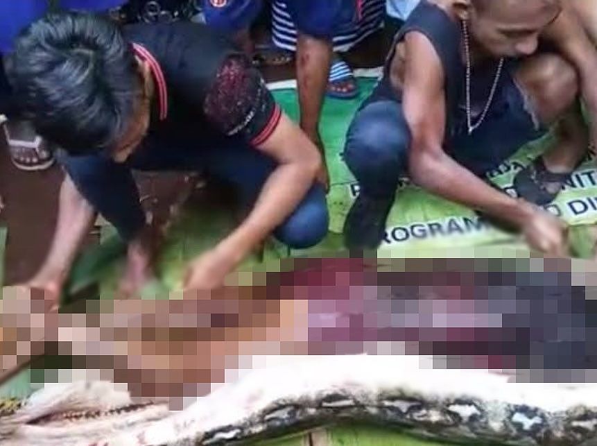 巨蟒“活人”生吃！印尼女子遭巨蟒吞食画面曝（组图） - 1